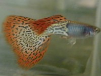 Guppy Metal snarkerkin Red -trio 